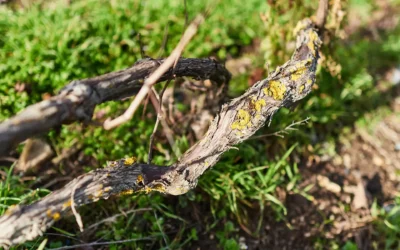 Champagne Rosé dans le Grand-Est : une variété savoureuse