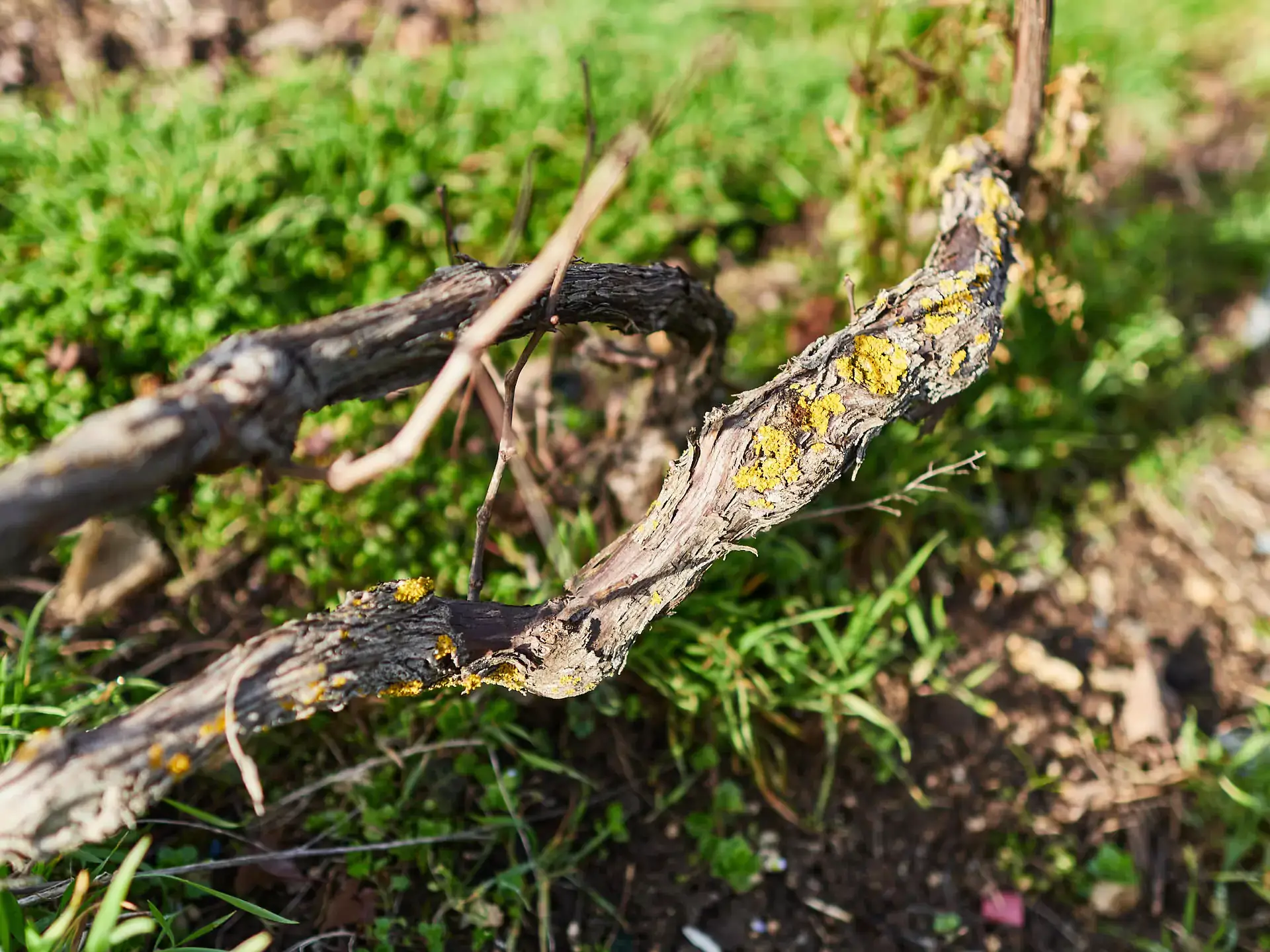 Champagne Rosé dans le Grand-Est